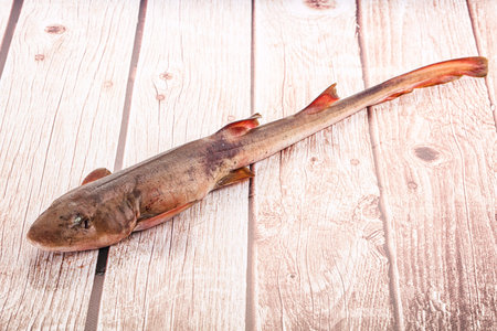 Raw fresh Indian catshark for cookingの写真素材