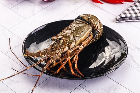Raw wild fresh spiny lobster for cookingの写真素材