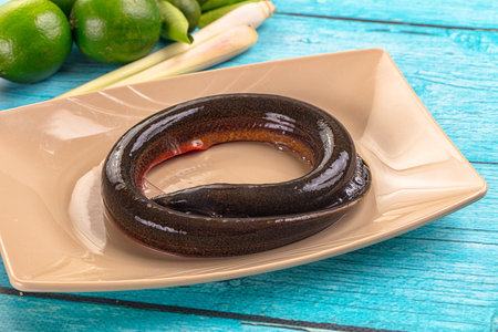 Fresh raw gourmet eel fish for cookingの写真素材