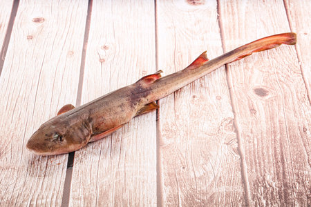 Raw fresh Indian catshark for cooking