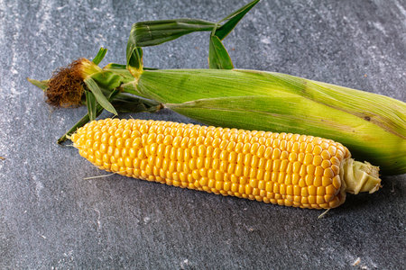 Ripe yellow sweet corn cob harvest