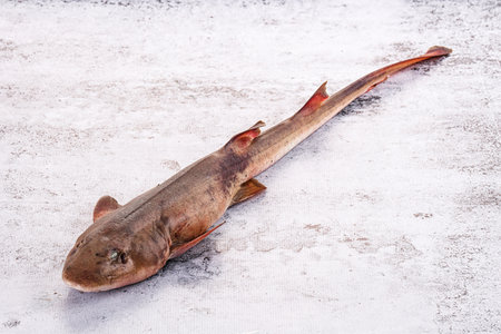 Raw fresh Indian catshark for cookingの写真素材