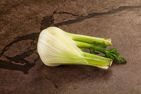 Ripe raw fresh Fennel root for cookingの写真素材