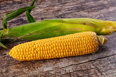 Ripe yellow sweet corn cob harvestの写真素材