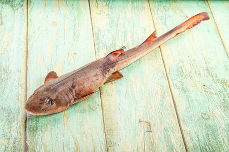Raw fresh Indian catshark for cookingの写真素材