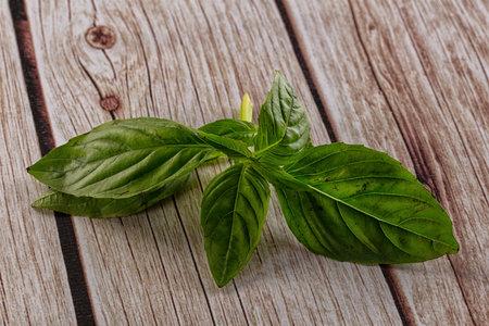 Green fresh aroma basil leaves for cookingの写真素材