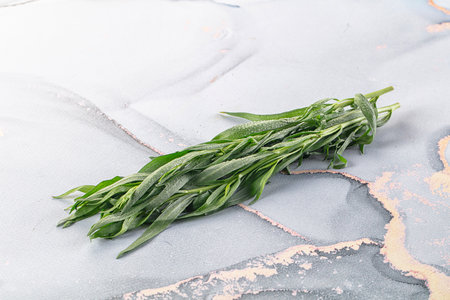 Fresh green estragon aroma stem heapの写真素材