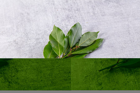 Fresh aroma green laurel leaves for cooking