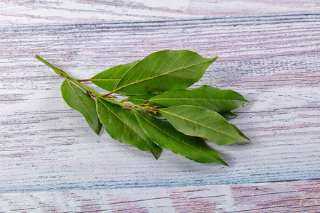 Fresh aroma green laurel leves for cooking