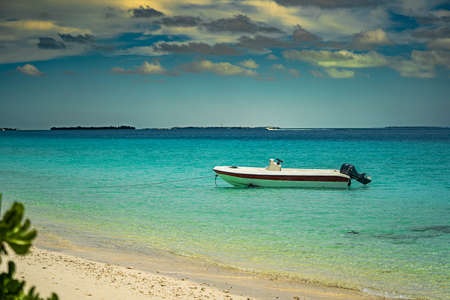 Bahamas island. Blue ocean white sand beach nature tropical palms Island. Caribbean sea and sky. Small wild beach chairs. landscape Island. Palms turquoise sea background Atlantic ocean.の写真素材