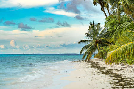 Dominican republic beaches, island beach, The best beaches in the world Beautiful palm trees on the shore of the blue sea. Atlantic Ocean, the beaches of Punta Cana. Caribbean turquoise sea waterの写真素材