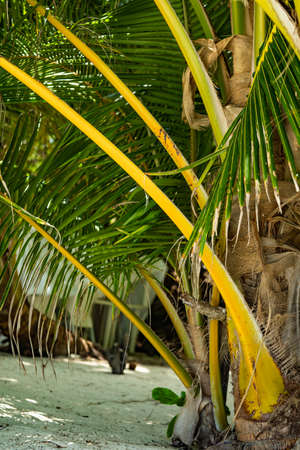 Huge green palm trees with coconuts on the beach. Tall trunks, long branches with leaves. A tropical place. The view opens to sand, beach, Islands and places of shops. Shadow of a palm tree on sandの写真素材