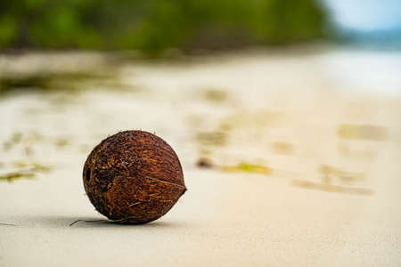 Maldives. Tropical Coco nut closeup. Ocean background. Healthy Food, skin care concept. Paradise...