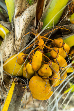 Large green coconuts grow naturally on the palm tree. Maldives islandの写真素材