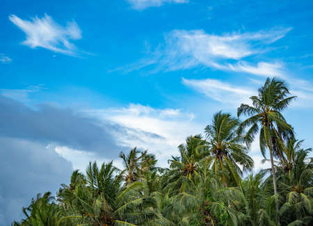 Summer concept on the beach with palm tree stock video. It sunny day by the ocean. Beach and sea and palm tree landscape. Tropical nature without people, copy space.の写真素材