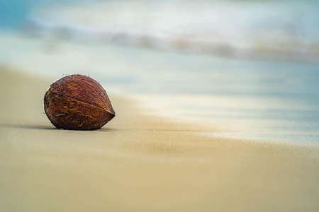 coconuts whole, beautiful backgroundの写真素材