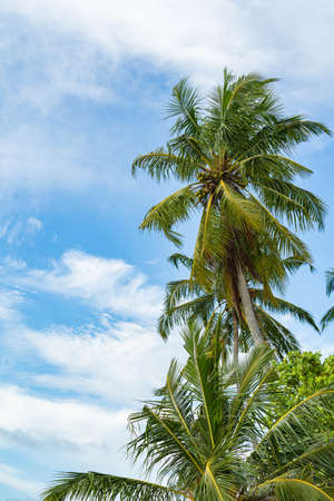 Three coconut palm trees isolated on white background. great summer
