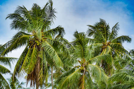 Tropical palm leaves, floral pattern background, real photoの写真素材