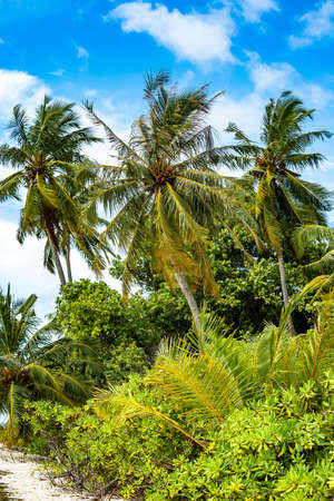 Paradise beach with a lot of palms and white sand, Maldives