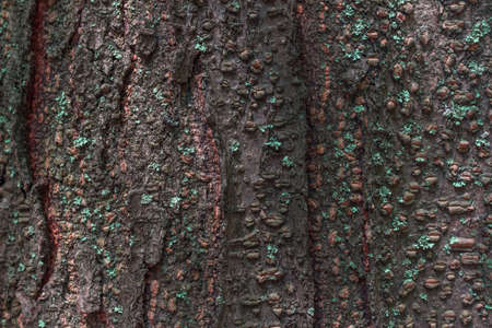 Bark kidney