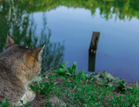 Cat waiting for fishの写真素材