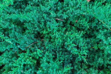 Coniferous thicketの写真素材