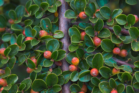 Mmm ... Berries