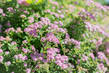 flowerの写真素材