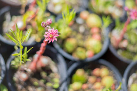 flowerの写真素材