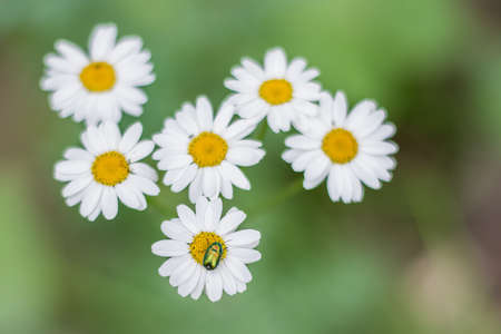 the beetle has a rest on a flower in Sunny dayの写真素材