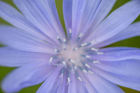 flower CichÃ³rium Ã­ntybus with a focus on with pistilsの写真素材