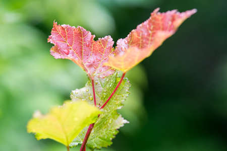 young leaves in the rainの写真素材