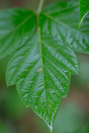 young leaves in the rain
