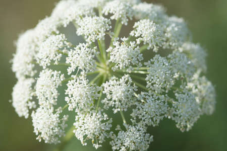 summer flowers in the forest