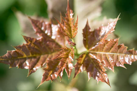 young leaves on a bright summer sun