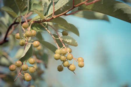 branch with immature berriesの写真素材