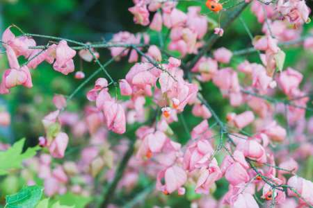 summer flower thorn foreground in the forestの写真素材