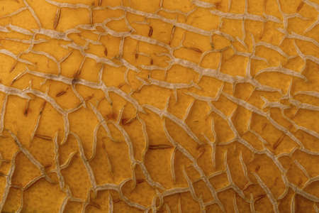 the background from the peel of melonsの写真素材