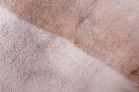 the texture of the bright colored faux fur closeupの写真素材