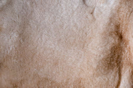 the texture of the bright colored faux fur closeupの写真素材