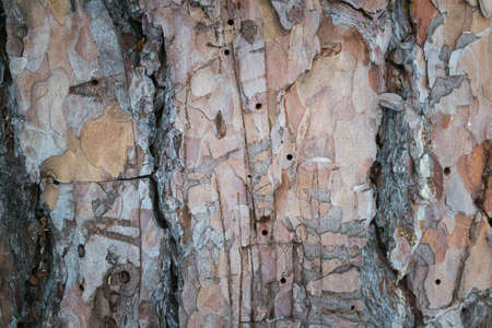 the background from the bark of a big old treeの写真素材