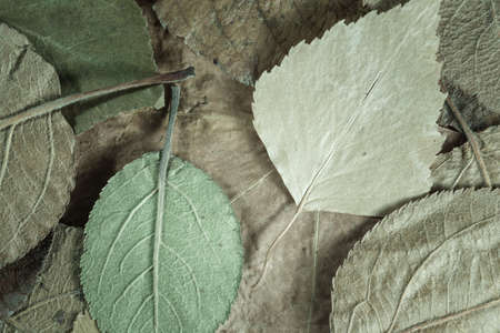 the background of the old fallen leaves