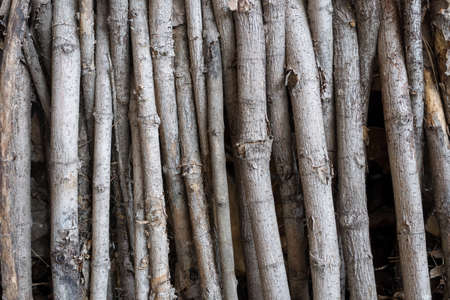 the surface texture of a very old treeの写真素材