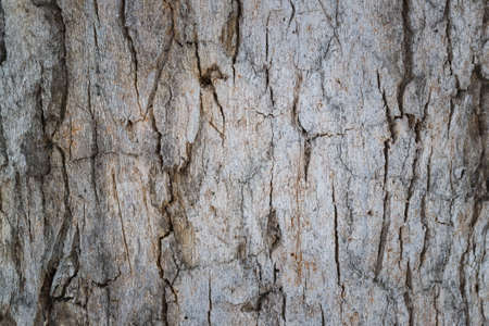 the background from the bark of a big old treeの写真素材