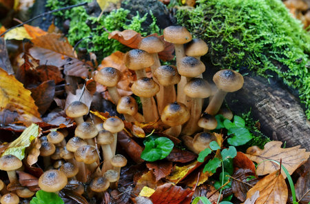 Cluster of Mushrooms With Slender Stems on Mossy Forest Floor
