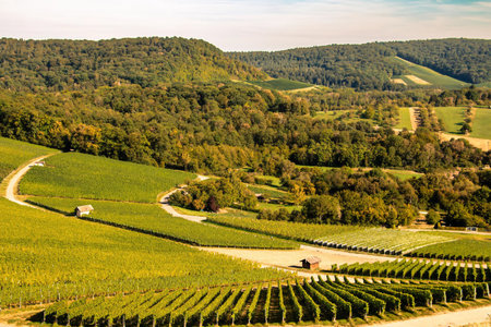 Vineyard Landscape with Rolling Hills and Forestの写真素材