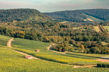 Vineyard Rows Across Lush Hillsideの写真素材