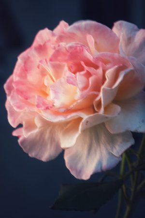 Close-Up of White and Pink Rose in Bloomの写真素材