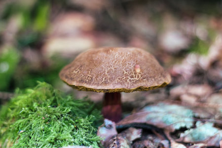 Wild Mushroom Growing Among Moss and Leavesの写真素材