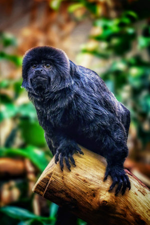 The Hairy Titi Monkey in Forest Canopyの写真素材